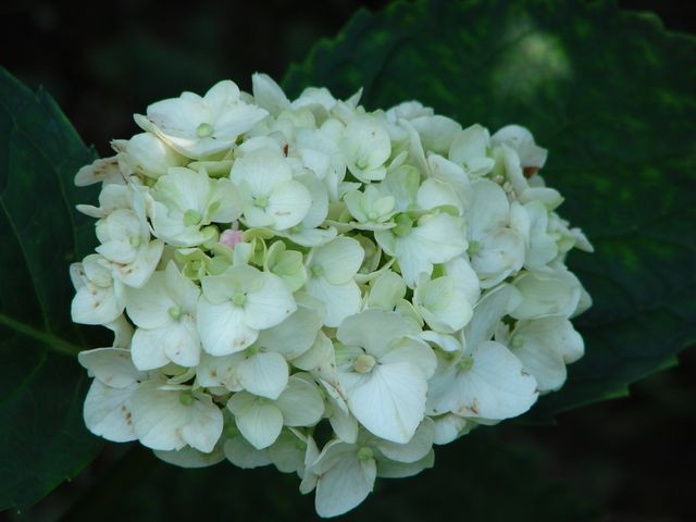 hortenzija bijela
